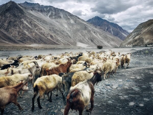 Nubra valley taxi