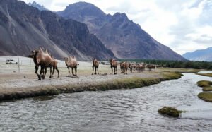 Leh To Nubra Valley Taxi Fare